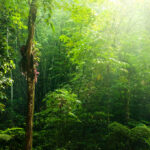 Lush forest in the Caribbean